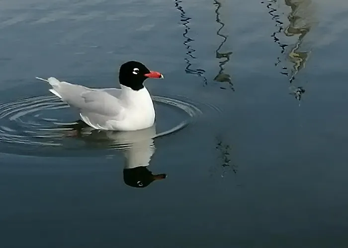 70's Tiny Boat Botel *